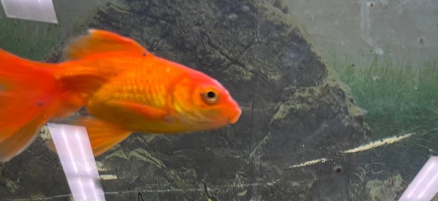 В ЭБЦ «Следово» появились пирании, полиптера Дельгези и редкий попугай