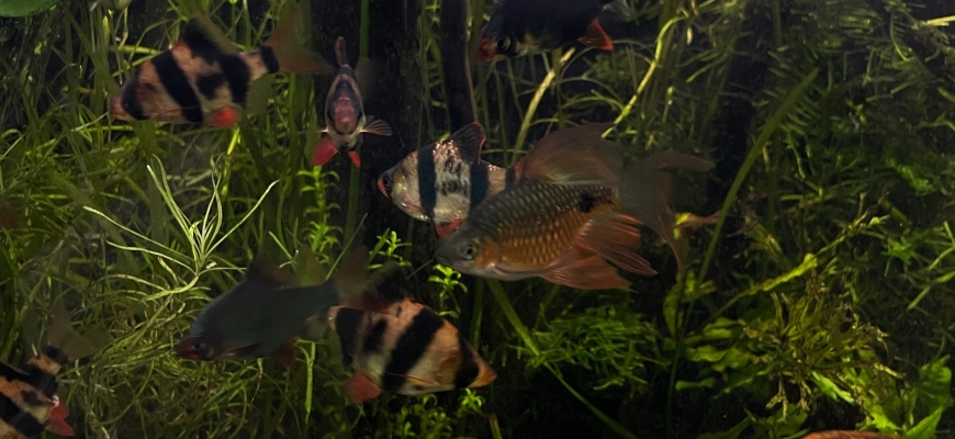 В ЭБЦ «Следово» появились пирании, полиптера Дельгези и редкий попугай