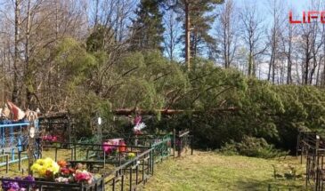 В Судиславле дерево рухнуло на могилы