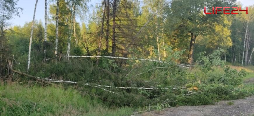 Деревья и опора упали на автодорогу в Судиславском районе во время сильного ветра